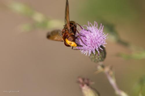 Réf. 237 384 : Volucella zonaria